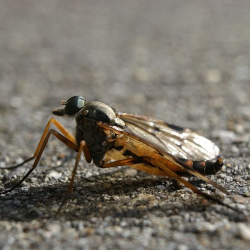 Rhagio vitripennis &copy; böhringer friedrich