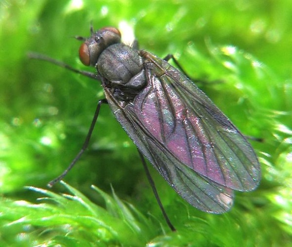 Ptiolina obscura &copy; <a href="//commons.wikimedia.org/wiki/User:Pristurus" title="User:Pristurus">Pristurus</a>