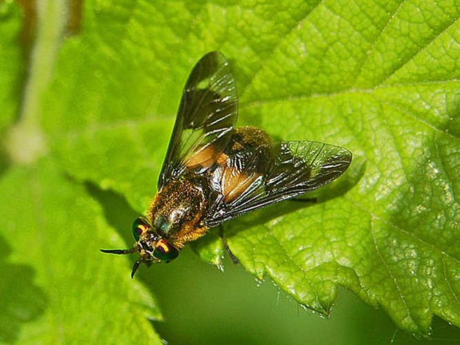 Chrysops caecutiens &copy; <a href="//commons.wikimedia.org/wiki/User:Hectonichus" title="User:Hectonichus">Hectonichus</a>