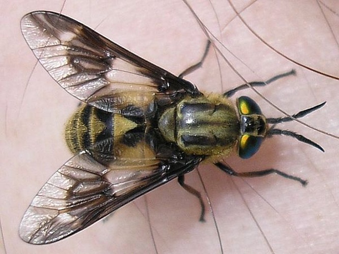 Chrysops relictus © <a href="//commons.wikimedia.org/wiki/User:Pudding4brains" class="mw-redirect" title="User:Pudding4brains">Pudding4brains</a>