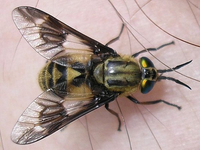 Chrysops relictus &copy; <a href="//commons.wikimedia.org/wiki/User:Pudding4brains" class="mw-redirect" title="User:Pudding4brains">Pudding4brains</a>