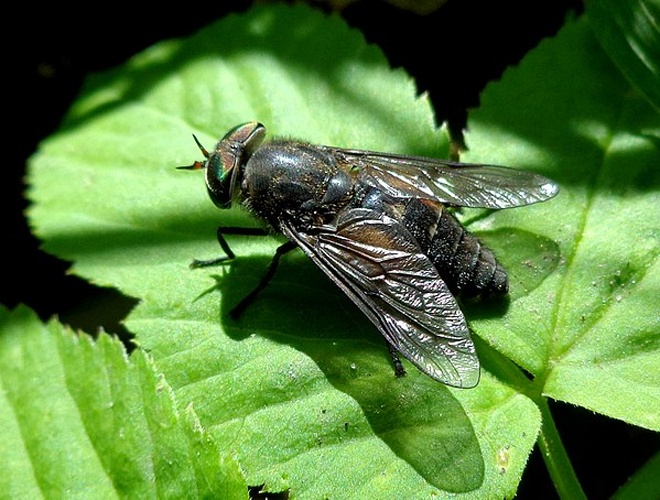 Hybomitra bimaculata &copy; <a href="//commons.wikimedia.org/wiki/User:AfroBrazilian" title="User:AfroBrazilian">AfroBrazilian</a>