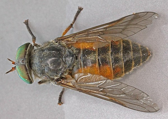 Hybomitra distinguenda &copy; <a rel="nofollow" class="external text" href="https://www.flickr.com/people/130093583@N04">Janet Graham</a>