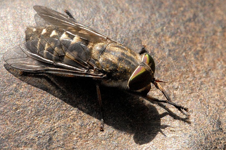 Tabanus autumnalis © James K. Lindsey