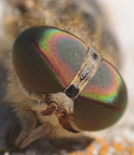 Tabanus bovinus &copy; <bdi><a href="//commons.wikimedia.org/wiki/User:ComputerHotline" title="User:ComputerHotline">Thomas Bresson</a>
</bdi>