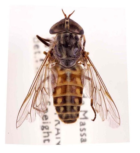 Tabanus glaucopis &copy; <a href="//commons.wikimedia.org/wiki/User:Notafly" title="User:Notafly">Notafly</a>