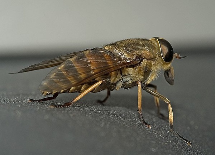 dark giant horsefly © <a href="//commons.wikimedia.org/wiki/User:Kulac" title="User:Kulac">Kulac</a>
