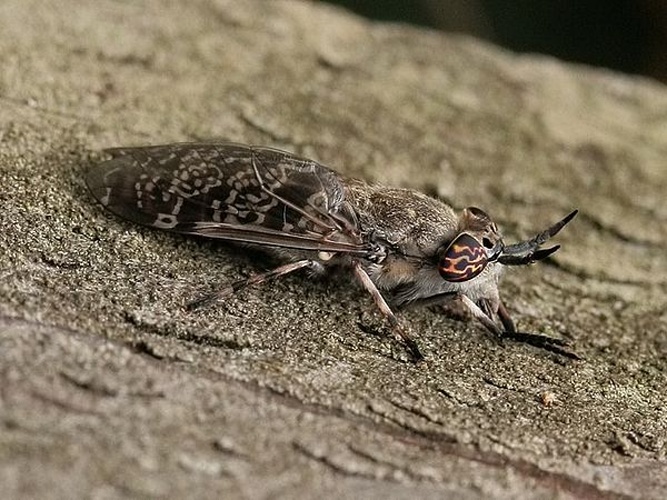 Haematopota italica &copy; <table style="width:100%; border:1px solid #aaa; background:#efd; text-align:center"><tbody><tr>
<td>
<a href="//commons.wikimedia.org/wiki/File:Aspitates_ochrearia.jpg" class="image"><img alt="Aspitates ochrearia.jpg" src="https://upload.wikimedia.org/wikipedia/commons/thumb/b/bc/Aspitates_ochrearia.jpg/55px-Aspitates_ochrearia.jpg" decoding="async" width="55" height="41" srcset="https://upload.wikimedia.org/wikipedia/commons/thumb/b/bc/Aspitates_ochrearia.jpg/83px-Aspitates_ochrearia.jpg 1.5x, https://upload.wikimedia.org/wikipedia/commons/thumb/b/bc/Aspitates_ochrearia.jpg/110px-Aspitates_ochrearia.jpg 2x" data-file-width="800" data-file-height="600"></a>
</td>
<td>This image is created by user <a rel="nofollow" class="external text" href="http://waarneming.nl/user/photos/19086">Henk Soepenberg</a> at <a rel="nofollow" class="external text" href="http://waarneming.nl/">waarneming.nl</a>, a source of nature observations in the Netherlands.
</td>
</tr></tbody></table>