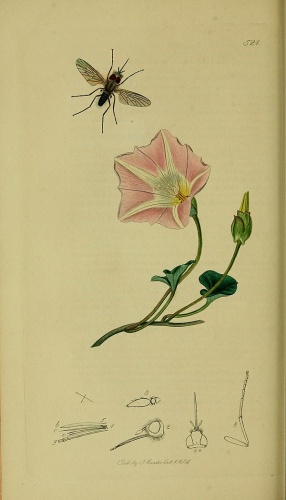 Phthiria pulicaria &copy; John Curtis