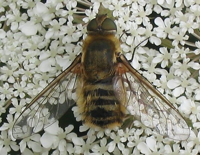 Villa hottentotta &copy; 