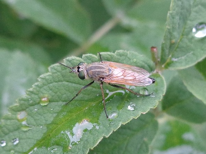 Thereva handlirschi © <a href="//commons.wikimedia.org/wiki/User:AfroBrazilian" title="User:AfroBrazilian">AfroBrazilian</a>