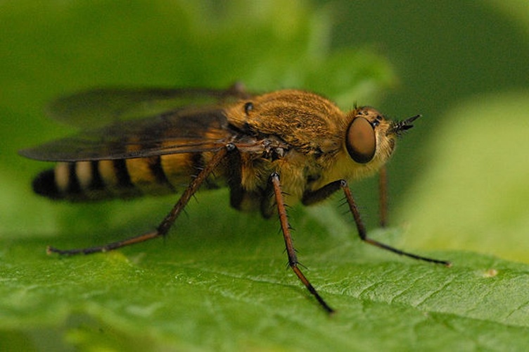 Thereva nobilitata © James K. Lindsey