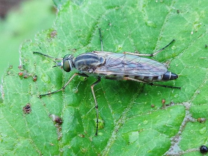 Thereva plebeja © <a href="//commons.wikimedia.org/wiki/User:AfroBrazilian" title="User:AfroBrazilian">AfroBrazilian</a>