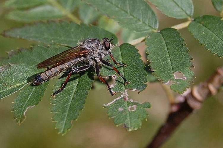 Antipalus varipes © Rainer Altenkamp, Berlin