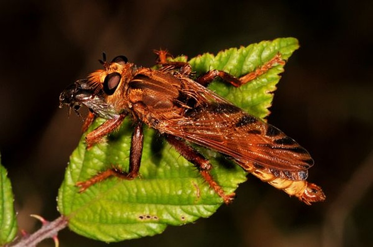Hornet robberfly &copy; <a href="//commons.wikimedia.org/wiki/User:Dysmachus" title="User:Dysmachus">Fritz Geller-Grimm</a>