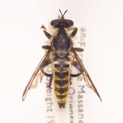 Choerades fulva &copy; <a href="//commons.wikimedia.org/wiki/User:Notafly" title="User:Notafly">Notafly</a>