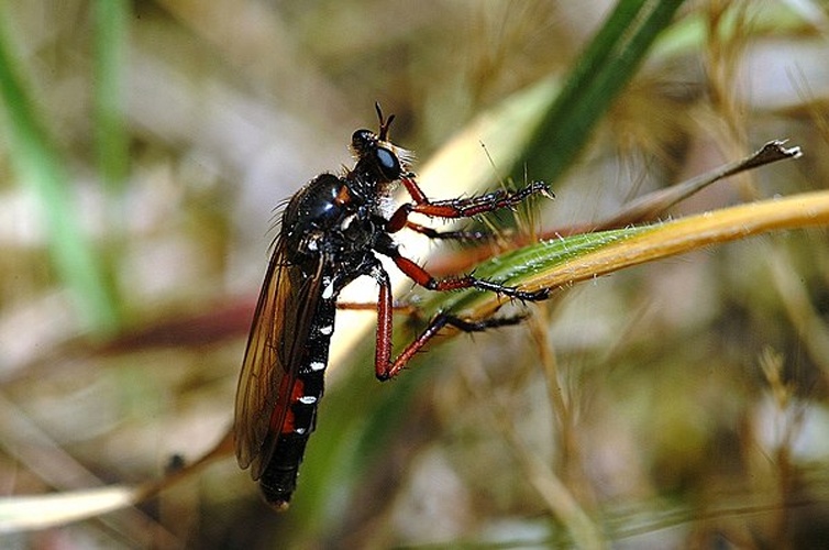 Dasypogon diadema © <a href="//commons.wikimedia.org/wiki/User:Dysmachus" title="User:Dysmachus">Fritz Geller-Grimm</a>