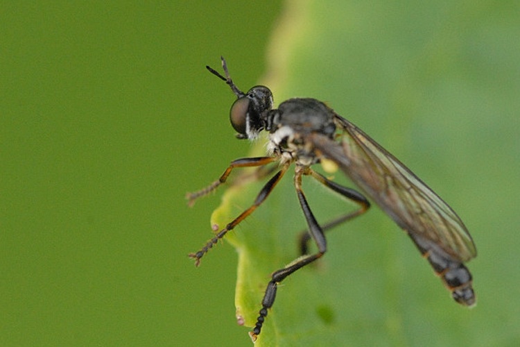 Dioctria hyalipennis © James K. Lindsey