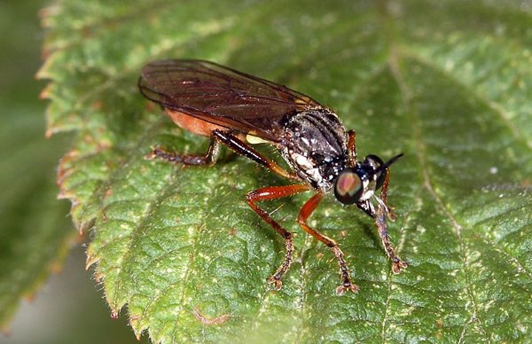 Dioctria rufipes © <a href="//commons.wikimedia.org/wiki/User:Dysmachus" title="User:Dysmachus">Fritz Geller-Grimm</a>