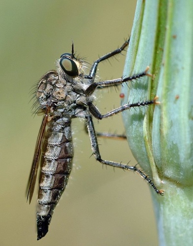 Dysmachus trigonus © <a href="//commons.wikimedia.org/wiki/User:Dysmachus" title="User:Dysmachus">Fritz Geller-Grimm</a>