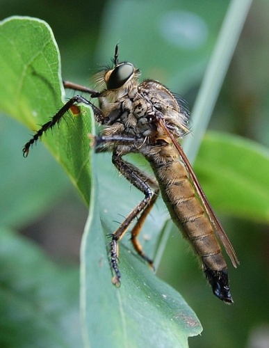 Eutolmus rufibarbis © Rainer Altenkamp, Berlin
