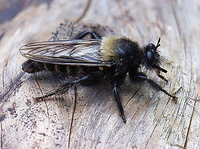 Laphria ephippium &copy; <a href="//commons.wikimedia.org/wiki/User:Siga" title="User:Siga">Siga</a>