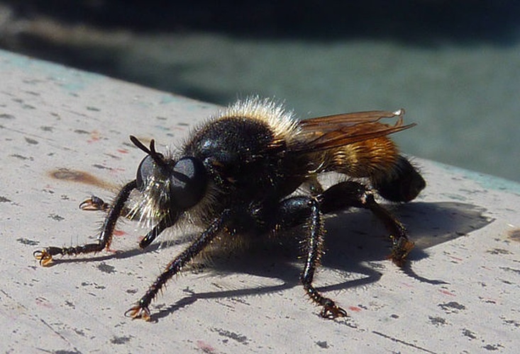 Laphria flava © --<a href="//commons.wikimedia.org/w/index.php?title=User:Xocolatl&amp;action=edit&amp;redlink=1" class="new" title="User:Xocolatl (page does not exist)">Xocolatl</a> (<a href="//commons.wikimedia.org/wiki/User_talk:Xocolatl" title="User talk:Xocolatl"><span class="signature-talk">talk</span></a>) 10:21, 6 September 2010 (UTC)