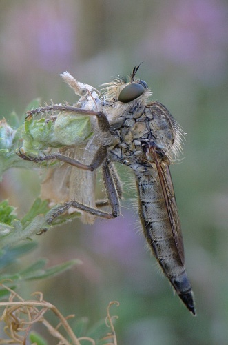 Machimus rusticus &copy; <a href="//commons.wikimedia.org/w/index.php?title=User:Accipiter&amp;action=edit&amp;redlink=1" class="new" title="User:Accipiter (page does not exist)">Accipiter</a> (R. Altenkamp, Berlin)