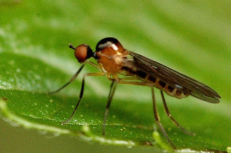 Ocydromia glabricula &copy; James K. Lindsey