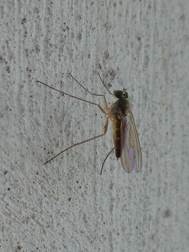 Sciapus contristans &copy; <a href="//commons.wikimedia.org/wiki/User:AfroBrazilian" title="User:AfroBrazilian">AfroBrazilian</a>