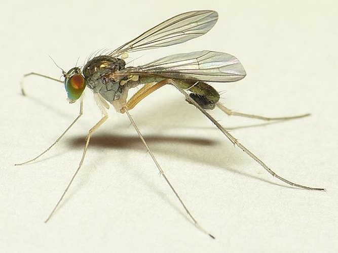 Sciapus platypterus &copy; <table style="width:100%; border:1px solid #aaa; background:#efd; text-align:center"><tbody><tr>
<td>
<a href="//commons.wikimedia.org/wiki/File:Aspitates_ochrearia.jpg" class="image"><img alt="Aspitates ochrearia.jpg" src="https://upload.wikimedia.org/wikipedia/commons/thumb/b/bc/Aspitates_ochrearia.jpg/55px-Aspitates_ochrearia.jpg" decoding="async" width="55" height="41" srcset="https://upload.wikimedia.org/wikipedia/commons/thumb/b/bc/Aspitates_ochrearia.jpg/83px-Aspitates_ochrearia.jpg 1.5x, https://upload.wikimedia.org/wikipedia/commons/thumb/b/bc/Aspitates_ochrearia.jpg/110px-Aspitates_ochrearia.jpg 2x" data-file-width="800" data-file-height="600"></a>
</td>
<td>This image is created by user <a rel="nofollow" class="external text" href="http://waarneming.nl/user/photos/19474">Dick Belgers</a> at <a rel="nofollow" class="external text" href="http://waarneming.nl/">waarneming.nl</a>, a source of nature observations in the Netherlands.
</td>
</tr></tbody></table>