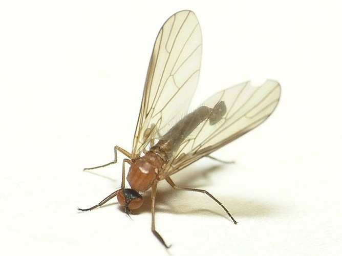 Hilara thoracica &copy; <table style="width:100%; border:1px solid #aaa; background:#efd; text-align:center"><tbody><tr>
<td>
<a href="//commons.wikimedia.org/wiki/File:Aspitates_ochrearia.jpg" class="image"><img alt="Aspitates ochrearia.jpg" src="https://upload.wikimedia.org/wikipedia/commons/thumb/b/bc/Aspitates_ochrearia.jpg/55px-Aspitates_ochrearia.jpg" decoding="async" width="55" height="41" srcset="https://upload.wikimedia.org/wikipedia/commons/thumb/b/bc/Aspitates_ochrearia.jpg/83px-Aspitates_ochrearia.jpg 1.5x, https://upload.wikimedia.org/wikipedia/commons/thumb/b/bc/Aspitates_ochrearia.jpg/110px-Aspitates_ochrearia.jpg 2x" data-file-width="800" data-file-height="600"></a>
</td>
<td>This image is created by user <a rel="nofollow" class="external text" href="http://waarneming.nl/user/photos/19474">Dick Belgers</a> at <a rel="nofollow" class="external text" href="http://waarneming.nl/">waarneming.nl</a>, a source of nature observations in the Netherlands.
</td>
</tr></tbody></table>