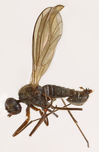 Heleodromia immaculata &copy; <a rel="nofollow" class="external text" href="https://www.flickr.com/people/130093583@N04">Janet Graham</a>