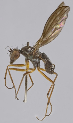 Dolichocephala guttata &copy; <a rel="nofollow" class="external text" href="https://www.flickr.com/people/130093583@N04">Janet Graham</a>