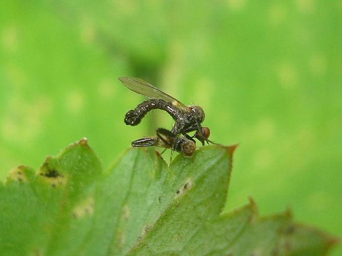 Hybos femoratus © <a href="//commons.wikimedia.org/wiki/User:Sanja565658" title="User:Sanja565658">Sanja565658</a>