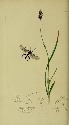 Hybos grossipes &copy; John Curtis