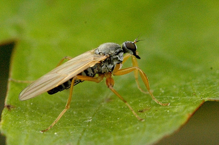 Platypalpus agilis &copy; James K. Lindsey