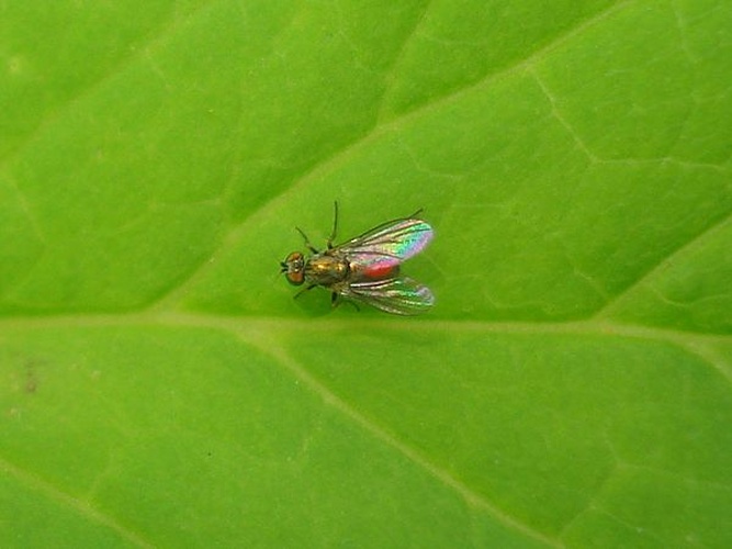 Chrysotus gramineus &copy; <a href="//commons.wikimedia.org/wiki/User:Sanja565658" title="User:Sanja565658">Sanja565658</a>