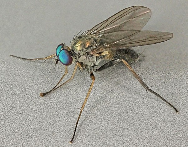 Diaphorus oculatus &copy; <a rel="nofollow" class="external text" href="https://www.flickr.com/people/130093583@N04">Janet Graham</a>