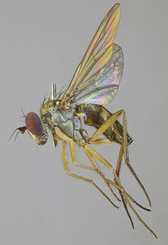 Argyra argyria &copy; <a rel="nofollow" class="external text" href="https://www.flickr.com/people/130093583@N04">Janet Graham</a>