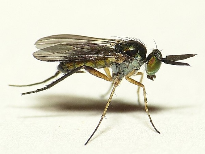 Rhaphium appendiculatum &copy; <table style="width:100%; border:1px solid #aaa; background:#efd; text-align:center"><tbody><tr>
<td>
<a href="//commons.wikimedia.org/wiki/File:Aspitates_ochrearia.jpg" class="image"><img alt="Aspitates ochrearia.jpg" src="https://upload.wikimedia.org/wikipedia/commons/thumb/b/bc/Aspitates_ochrearia.jpg/55px-Aspitates_ochrearia.jpg" decoding="async" width="55" height="41" srcset="https://upload.wikimedia.org/wikipedia/commons/thumb/b/bc/Aspitates_ochrearia.jpg/83px-Aspitates_ochrearia.jpg 1.5x, https://upload.wikimedia.org/wikipedia/commons/thumb/b/bc/Aspitates_ochrearia.jpg/110px-Aspitates_ochrearia.jpg 2x" data-file-width="800" data-file-height="600"></a>
</td>
<td>This image is created by user <a rel="nofollow" class="external text" href="http://waarneming.nl/user/photos/19474">Dick Belgers</a> at <a rel="nofollow" class="external text" href="http://waarneming.nl/">waarneming.nl</a>, a source of nature observations in the Netherlands.
</td>
</tr></tbody></table>