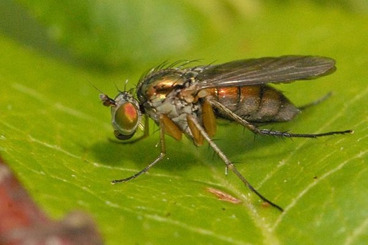 Rhaphium commune &copy; James K. Lindsey