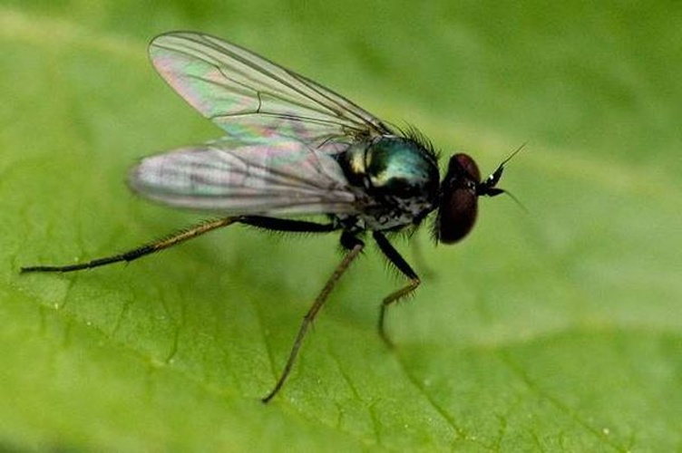 Rhaphium elegantulum &copy; James K. Lindsey