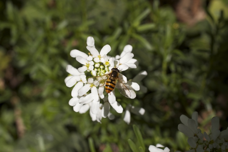 Epistrophe melanostoma &copy; <a href="//commons.wikimedia.org/wiki/User:Abderitestatos" title="User:Abderitestatos">Abderitestatos</a>