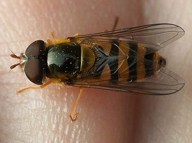 Epistrophe nitidicollis &copy; <a href="//commons.wikimedia.org/w/index.php?title=User:Manders&amp;action=edit&amp;redlink=1" class="new" title="User:Manders (page does not exist)">Martin Andersson</a>