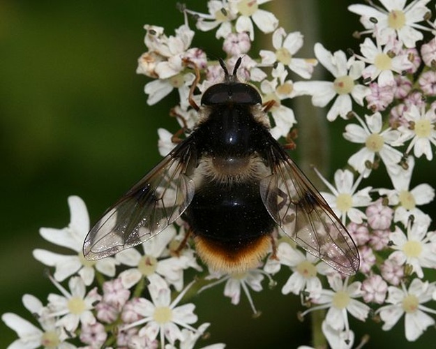Eriozona syrphoides © <a href="//commons.wikimedia.org/w/index.php?title=User:Sandy_Rae&amp;action=edit&amp;redlink=1" class="new" title="User:Sandy Rae (page does not exist)">Sandy Rae</a>