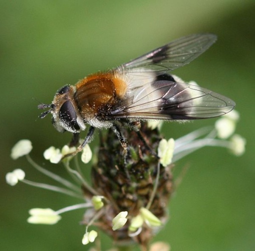 Leucozona lucorum © <a href="//commons.wikimedia.org/w/index.php?title=User:Sandy_Rae&amp;action=edit&amp;redlink=1" class="new" title="User:Sandy Rae (page does not exist)">Sandy Rae</a>