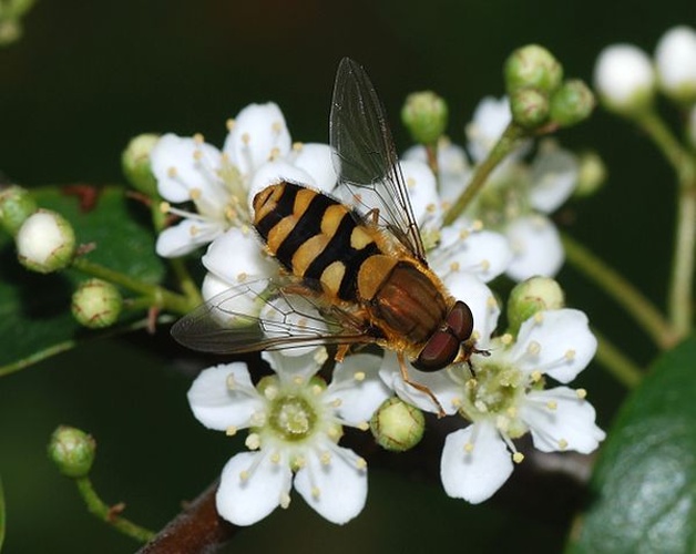 Syrphus ribesii © <a href="//commons.wikimedia.org/wiki/User:Alvesgaspar" title="User:Alvesgaspar">Alvesgaspar</a>