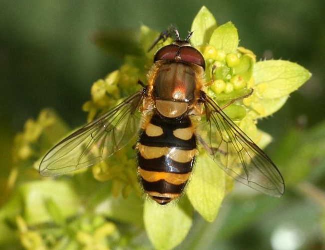 Syrphus torvus &copy; <a rel="nofollow" class="external text" href="https://www.flickr.com/people/35142635@N05">Sandy Rae</a> from Scotland, UK