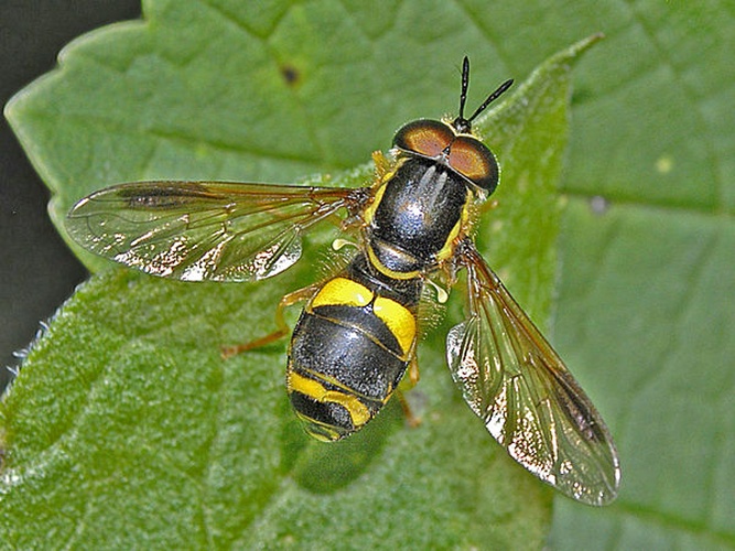 Chrysotoxum bicinctum &copy; <a href="//commons.wikimedia.org/wiki/User:Hectonichus" title="User:Hectonichus">Hectonichus</a>